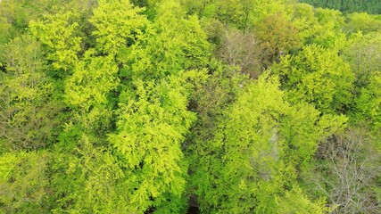 Lush green forest with rocky cliff