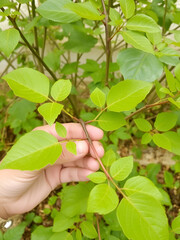 Tinospora Cordifolia Sprig, Giloye Herbal Plan