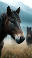 Obraz premium Wild horses stand in a misty field with mountains in the background during early morning hours in nature's serene landscape