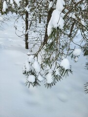 Pine Needles Covered with Fresh Snow