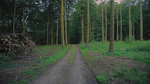 A peaceful forest path surrounded by tall trees in Langeland, Denmark, inviting nature walks
