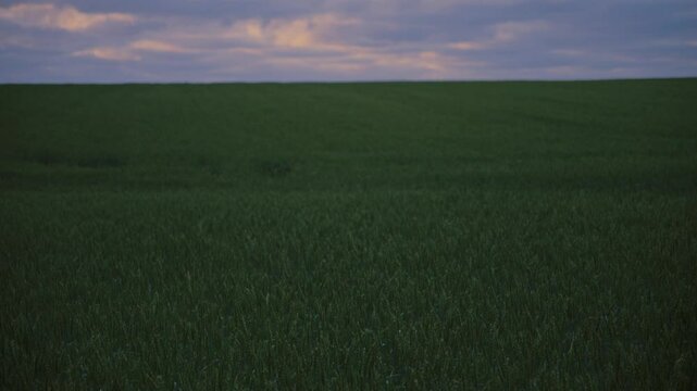 Wide shot of lush green field at dusk, peaceful rural landscape in Langeland, Denmark