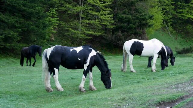 A herd of Pottoks, a traditional breed of horses from the pyrenees, roaming freely in the cirque de Gavarnie, a UNESCO site.