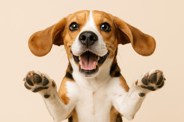 Playful beagle dog with happy expression and raised paws isolated on beige background, close up of adorable pet