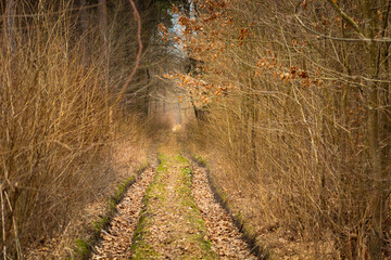 A dirt road in a dense autumn forest