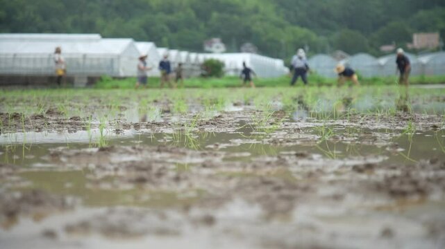 田植えをする様子