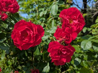 Red roses on a bush on a sunny day. The sun emphasizes the velvety texture of the petals and creates a warm, summer atmosphere. In the background - a blue sky and blurred silhouettes of other flowers