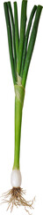 Fototapeta premium Fresh Green Onion Vegetable