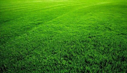 Wide format background image of green carpet of neatly trimmed grass. Beautiful grass textur.jpg