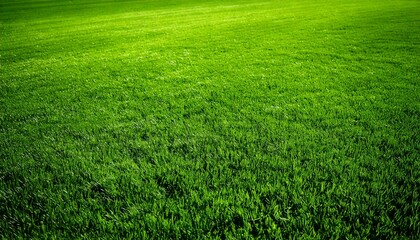 Fototapeta premium Wide format background image of green carpet of neatly trimmed grass. Beautiful grass textur.jpg