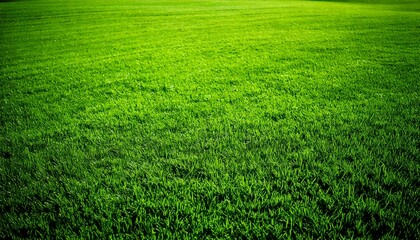 Wide format background image of green carpet of neatly trimmed grass. Beautiful grass textur.jpg