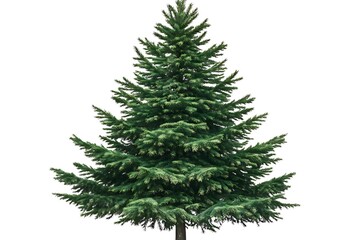 Obraz premium Isolated evergreen tree image for christmas holiday decoration and design use