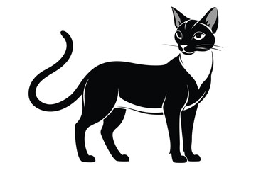 Elegant black cat with a white chest gracefully stands on a bright white background