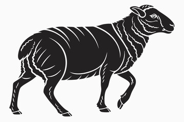 Bold black sheep is seen in the side view while walking forward