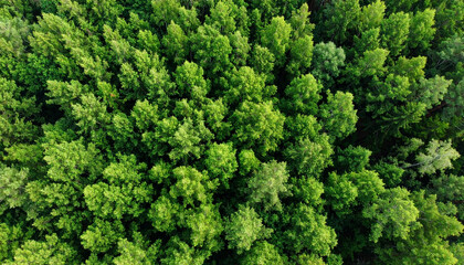 Aerial Top View of Dense Green Forest Capturing CO2 and Promoting Earth Sustainability

