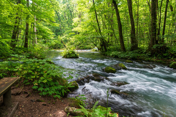 Obraz premium A tranquil wooden picnic table offers a resting spot beside the pristine Oirase Stream, deep within the lush summer forest of the famous Oirase Gorge. Aomori, Japan