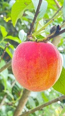 ripe peaches on tree