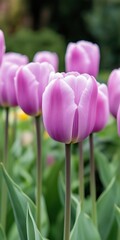 Fototapeta premium A bunch of purple flowers are in a field. The flowers are in full bloom and are very pretty