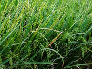 Close-up of rice plant. Featuring green rice stalks and grains. Highlighting the growth and development of greenrice. Perfect for agricultural background concept