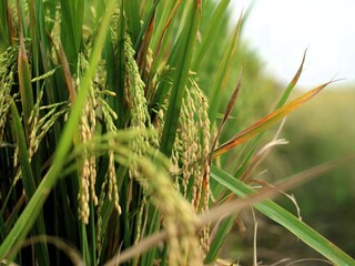 Close-up of yellow rice plants ready for harvest, a green lifestyle of sustainability and abundance
