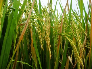 Fototapeta premium Close-up of yellow rice plants ready for harvest, a green lifestyle of sustainability and abundance