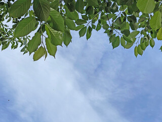 神田川6月：新緑のフレーム 2025/6/6