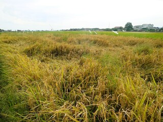 Paddy rice falling caused of heavy wind and rain. Rice falls, will cause a lot of damage to...