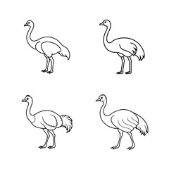 Four outlined emu bird illustrations in different poses on a clean white background