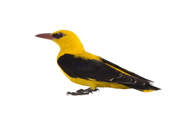 Eurasian Golden Oriole (Oriolus oriolus) isolated on a white background