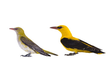 Eurasian Golden Oriole (Oriolus oriolus) young bird up to 3 years old looks green after it looks yellow