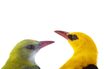 young green and old yellow oriole isolated on white background