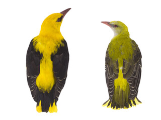 young green and old yellow oriole isolated on white background