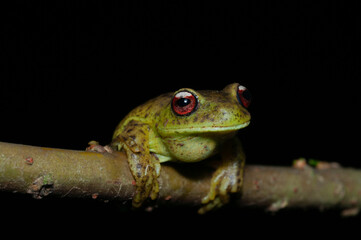 green tree frog
