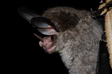 close up of a bat