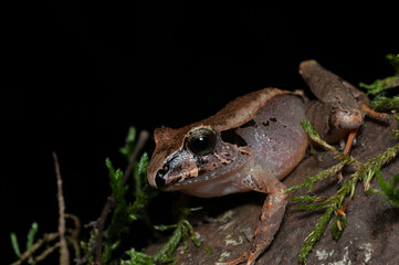 frog on the tree