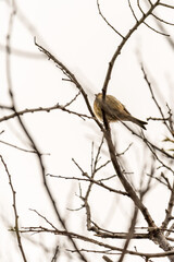 Serinus canaria pertenece a la familia de Fringillidae.