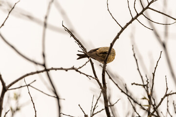 Serinus canaria pertenece a la familia de Fringillidae.