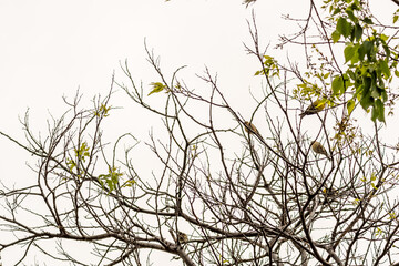 Serinus canaria pertenece a la familia de Fringillidae.