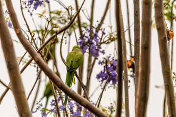 Psittacula krameri pertenece a la familia de Psittaculidae.