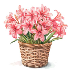A Nerine Flower Basket, watercolor clipart vector, isolated on a white background.