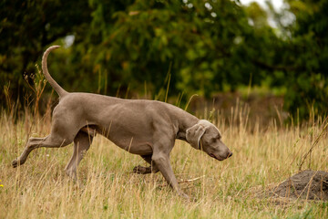 Weimaraner on the hunt. Breeding hunting dogs.