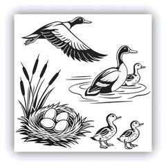 Male and female Mallard Duck (Anas platyrhynchos), PNG, isolated on transparent background