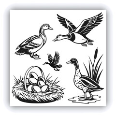 Male and female Mallard Duck (Anas platyrhynchos), PNG, isolated on transparent background