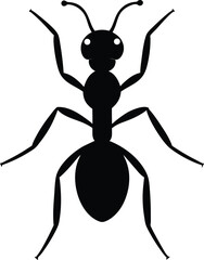 black spider isolated on white