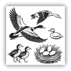 Male and female Mallard Duck (Anas platyrhynchos), PNG, isolated on transparent background