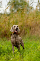Weimaraner on the hunt. Breeding hunting dogs.