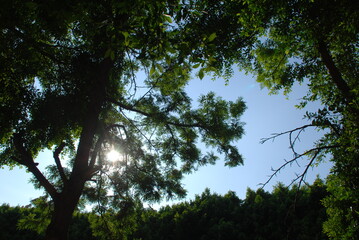 Sunlight Filtering Through Tree Canopy in a Lush Green Forest