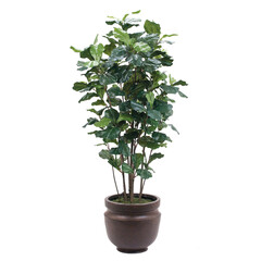 bonsai tree isolated on white