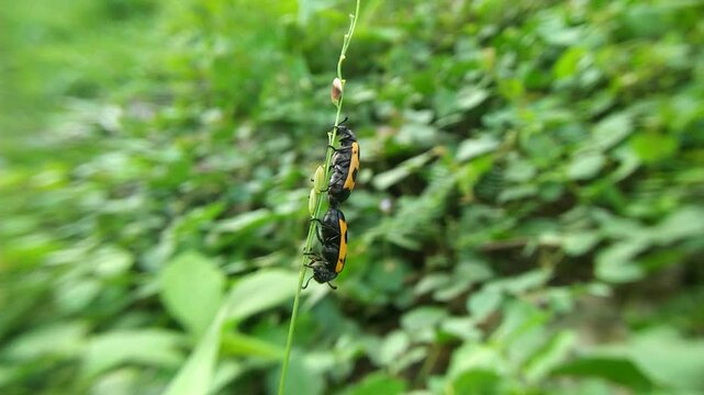 a pair of ladybugs mating