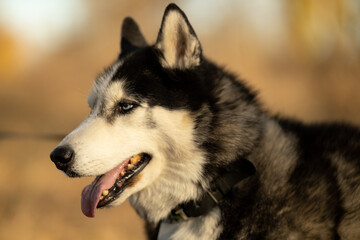 Walking with your favorite husky dogs in the park in autumn. Autumn walk in the park with your dog.